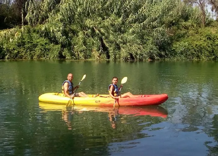 Les Cygnes Au Bord Du Loing