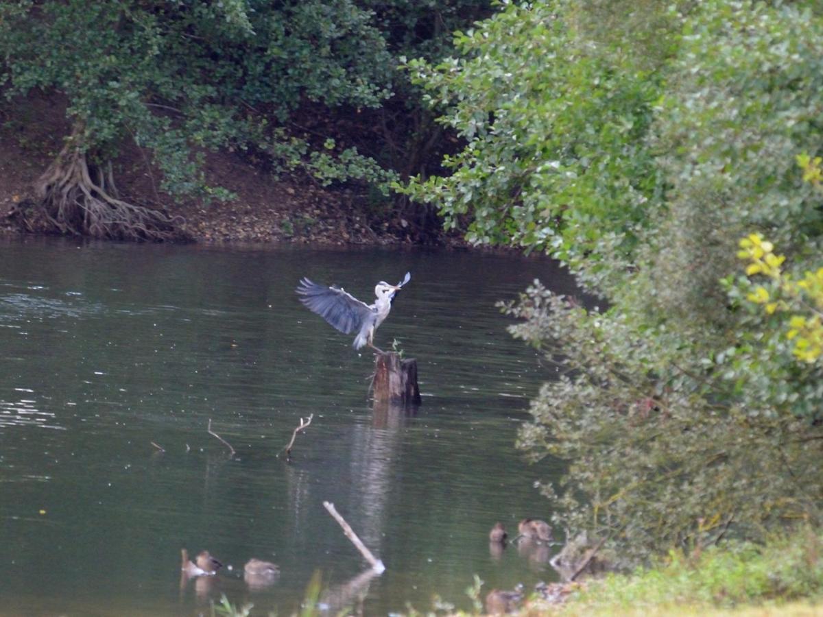 Les Cygnes Au Bord Du Loing Villa