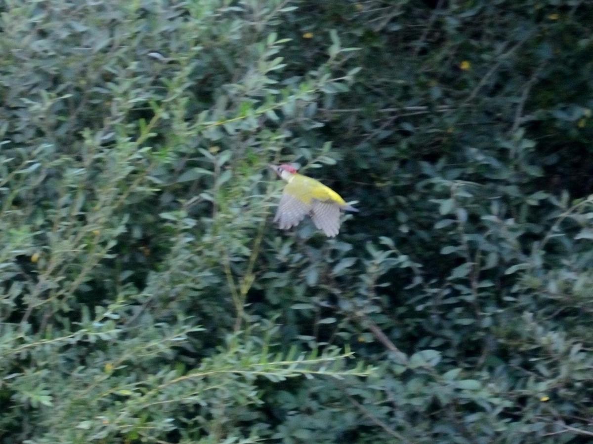 Les Cygnes Au Bord Du Loing Montigny-sur-Loing