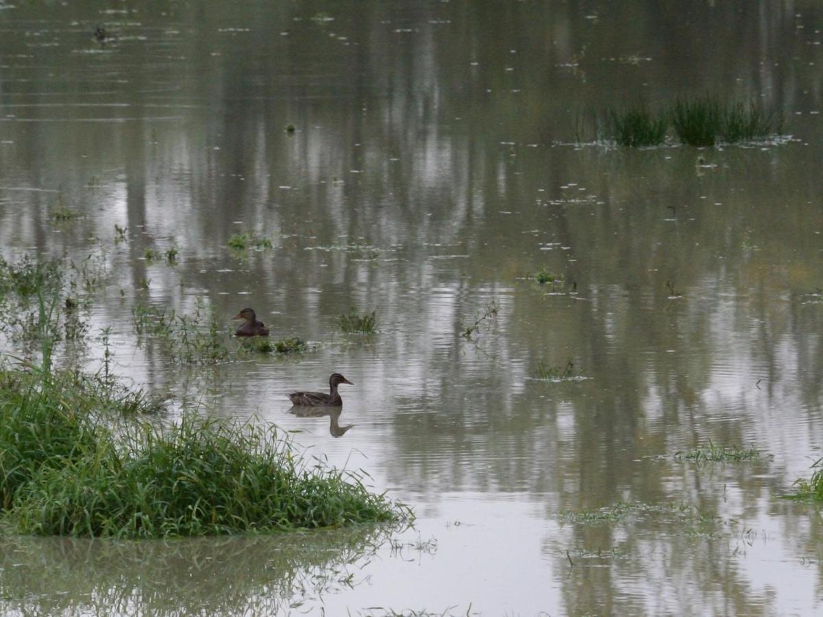 Les Cygnes Au Bord Du Loing Villa