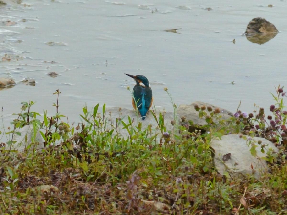 Les Cygnes Au Bord Du Loing